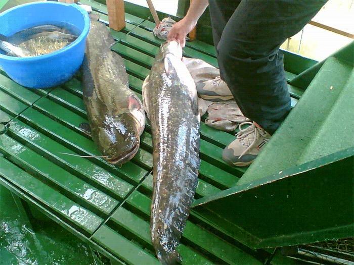 Nice :) - pescuit14big.jpg